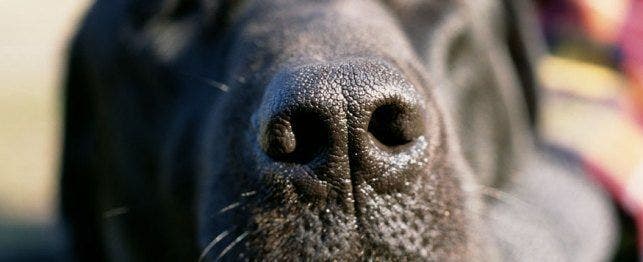 sneezing in dogs