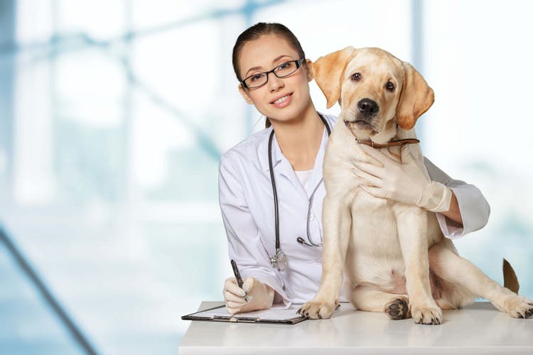 anal gland removal in dogs