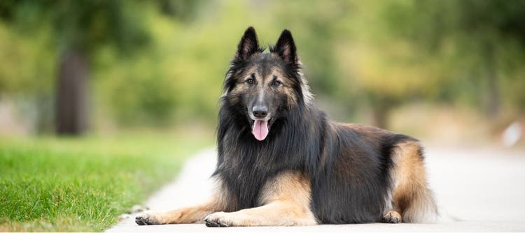A beautiful Belgian Tervuren poses for a photograph.
