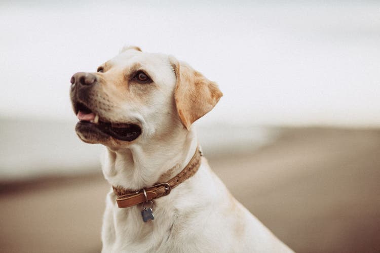 dog on beach