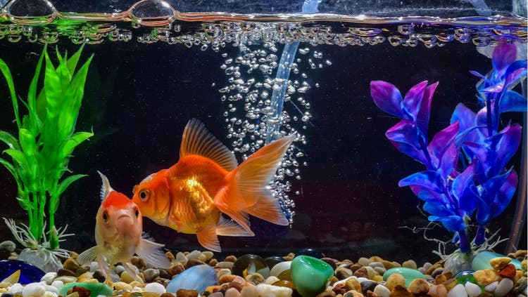 Are bubbles in my fish tank normal?