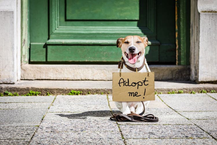 reasons to adopt a pet