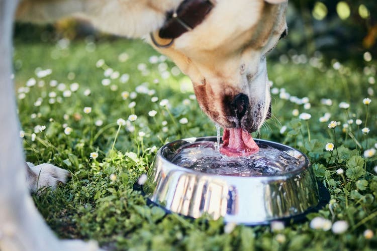 dog drinking too much water