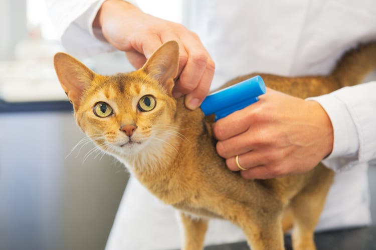 how do pet microchips work