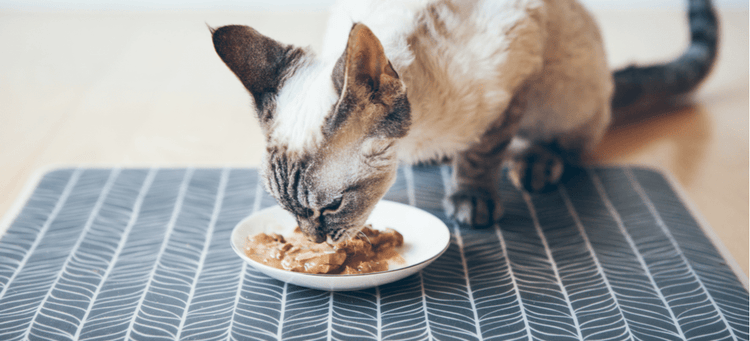 A cat eating tuna for the protein benefits.