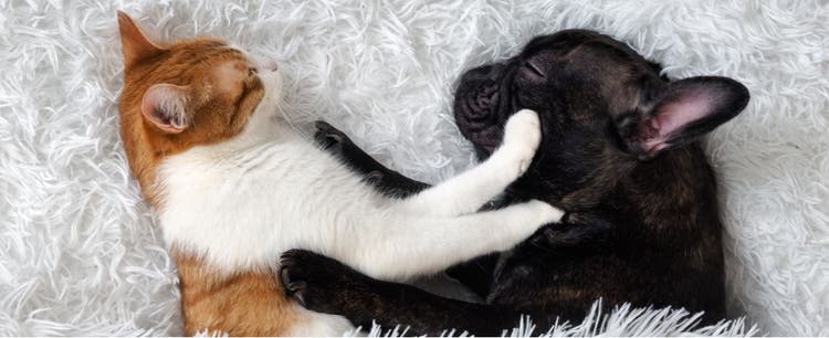 A dog and cat snuggle in bed.