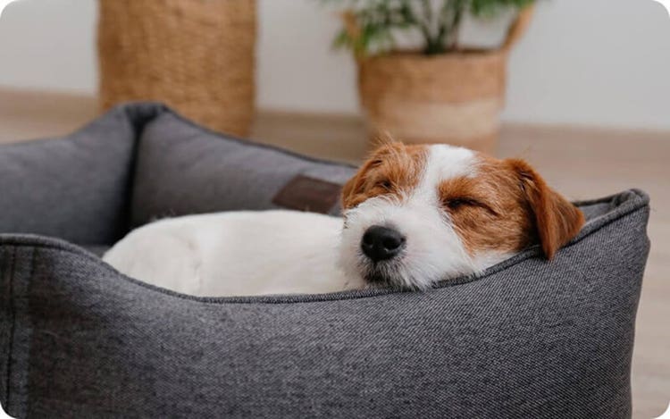 Small brown and white dog sleeping in a gray pet bed, with two potted plants in woven baskets.