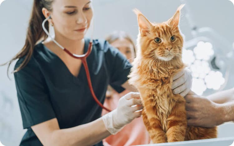 Veterinarian wearing gloves and a stethoscope examining a calm, long-haired ginger cat held by another person in a clinical setting