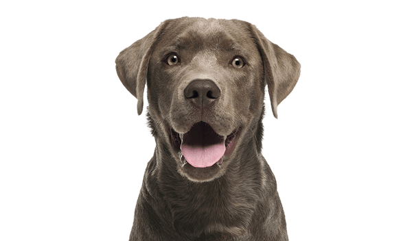 Close-up of a gray Labrador Retriever with mouth open and tongue out.