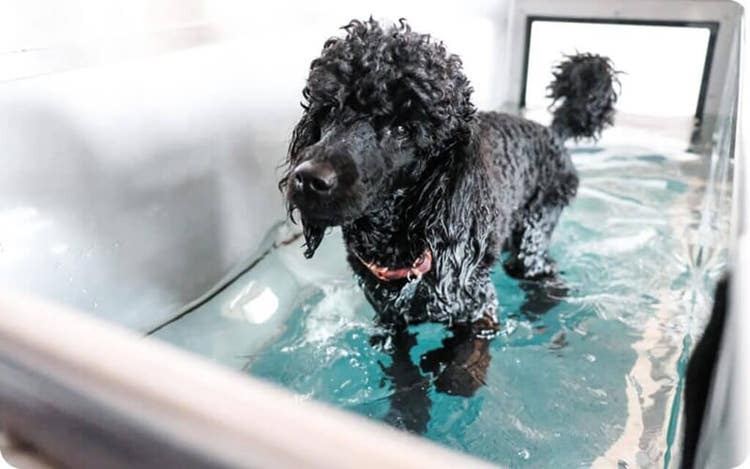 Black curly-haired dog wearing a red collar walking in a Hydrotherapy pool.