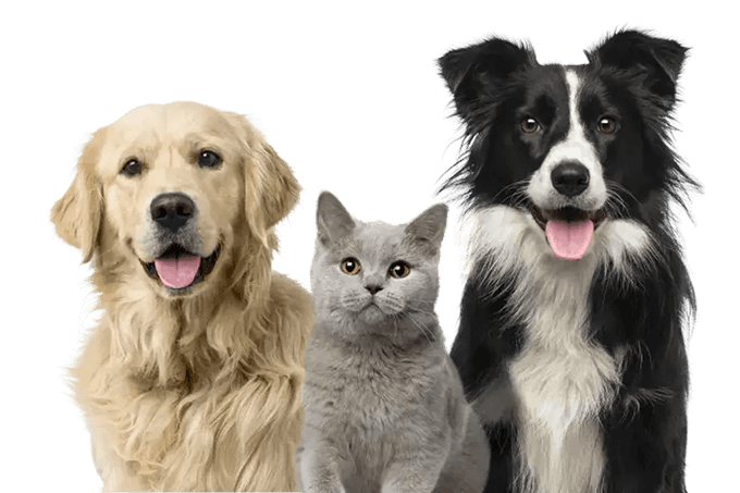 A trio of furry friends—a Golden Retriever, a gray cat, and a Border Collie