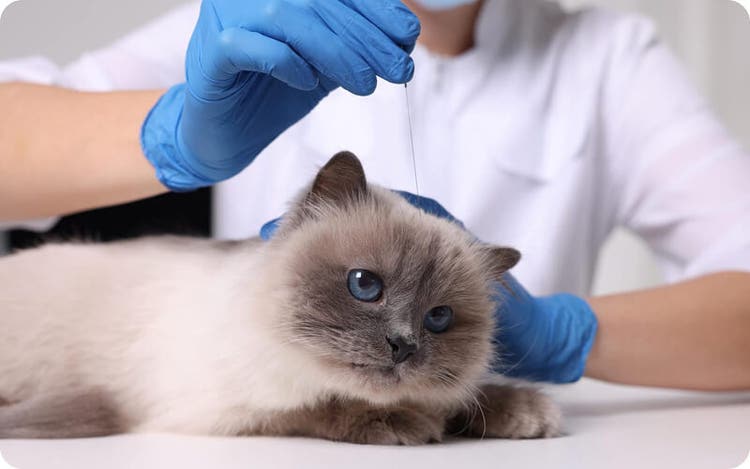 Blue-eyed cat receiving a veterinary injection from a gloved professional in a white coat, lying calmly on a white surface.