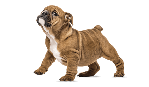 Brown bulldog puppy with a white chest standing on all fours with head tilted upward.