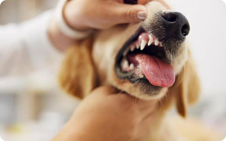 Close-up of a dog's face with mouth open and tongue visible, as a vet examines its teeth with hands holding the mouth open.
