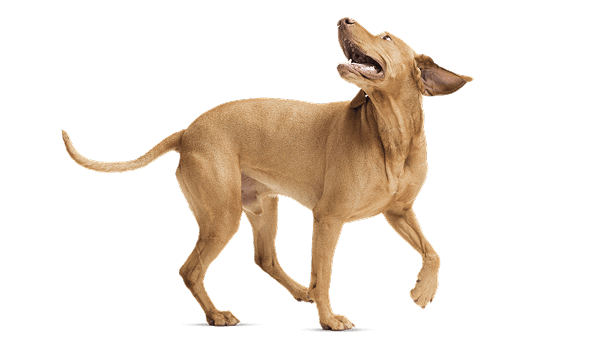 Light brown short-haired dog in motion with head turned upward, mouth slightly open, ears perked, and front paw lifted.